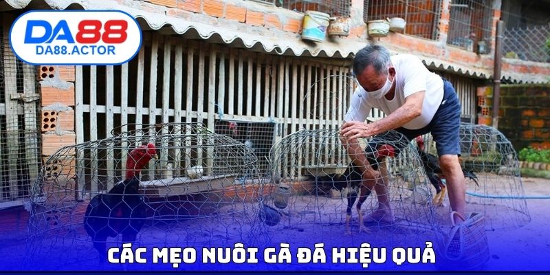 Mẹo Nuôi Gà Đá - Nuôi Đúng Cách Để Gà Ra Trận Là Auto Khỏe 2 Các mẹo nuôi gà đá hiệu quả
