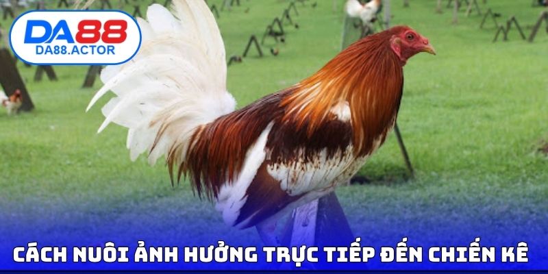 Mẹo Nuôi Gà Đá - Nuôi Đúng Cách Để Gà Ra Trận Là Auto Khỏe 3 Cách nuôi ảnh hưởng trực tiếp đến chiến kê