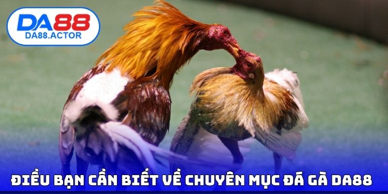 Điều bạn cần biết về chuyên mục đá gà DA88