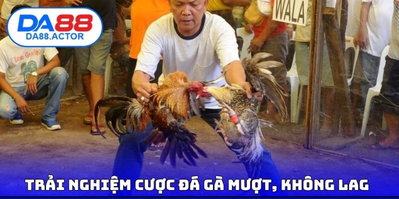 Đá Gà Thomo - Xem Trực Tiếp Full Hd, Không Giật Lag Tại DA88 3 Trải nghiệm cược đá gà mượt, không lag