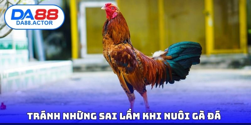 Mẹo Nuôi Gà Đá - Nuôi Đúng Cách Để Gà Ra Trận Là Auto Khỏe 4 Tránh những sai lầm khi nuôi gà đá