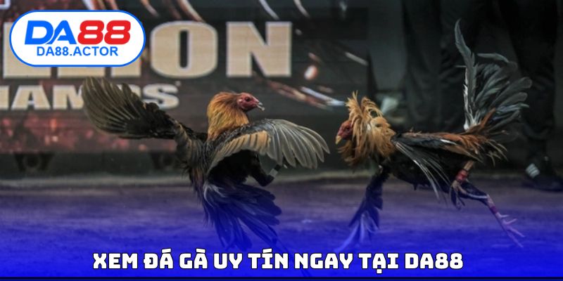 Top 5 Trường Gà Uy Tín, Giải Trí Chất Lượng #1 Hiện Nay 4 Xem đá gà uy tín ngay tại DA88