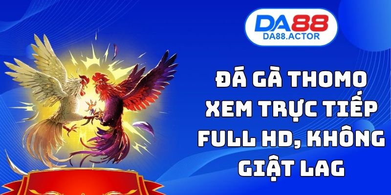 Đá Gà Thomo - Xem Trực Tiếp Full Hd, Không Giật Lag Tại DA88 1 Đá Gà Thomo