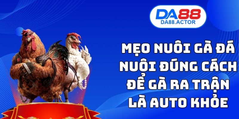 Mẹo Nuôi Gà Đá - Nuôi Đúng Cách Để Gà Ra Trận Là Auto Khỏe 1 Mẹo Nuôi Gà Đá - Nuôi Đúng Cách Để Gà Ra Trận Là Auto Khỏe